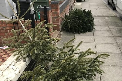 Christmas trees on the pavement for collection