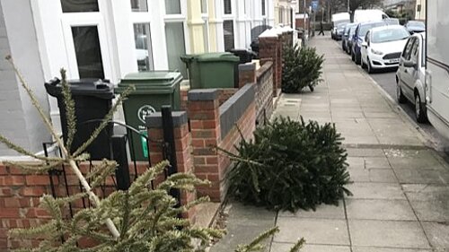 Christmas trees on the pavement for collection