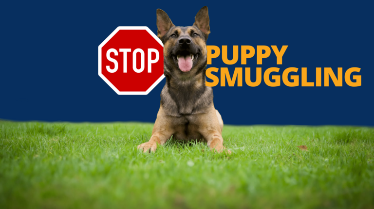 Stop Puppy Smuggling